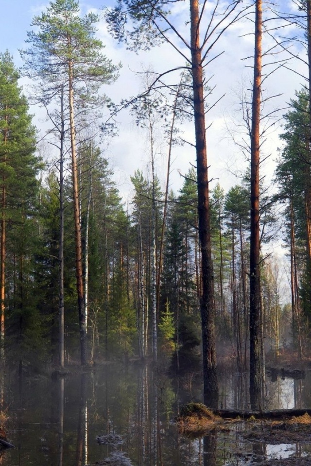 Spring Trees Forest Beautiful Nature Landscapes