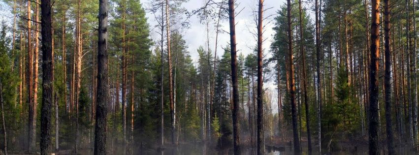 Spring Trees Forest Beautiful Nature Landscapes