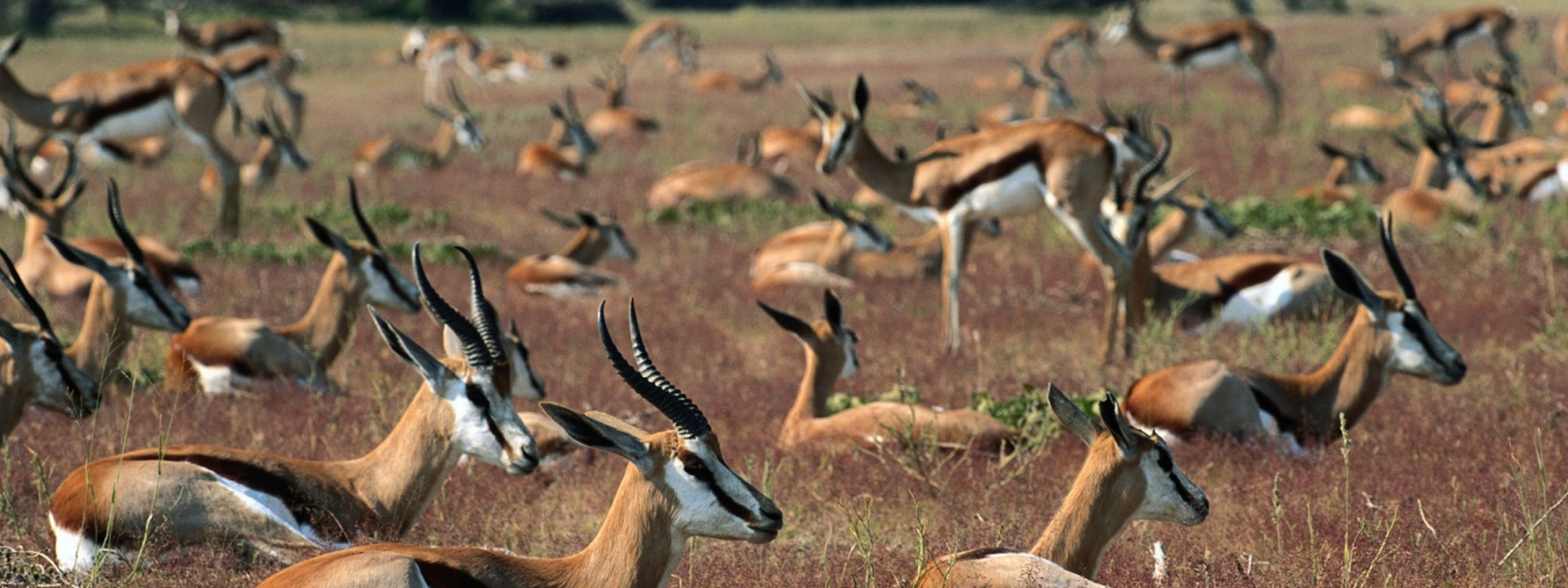 Springboks