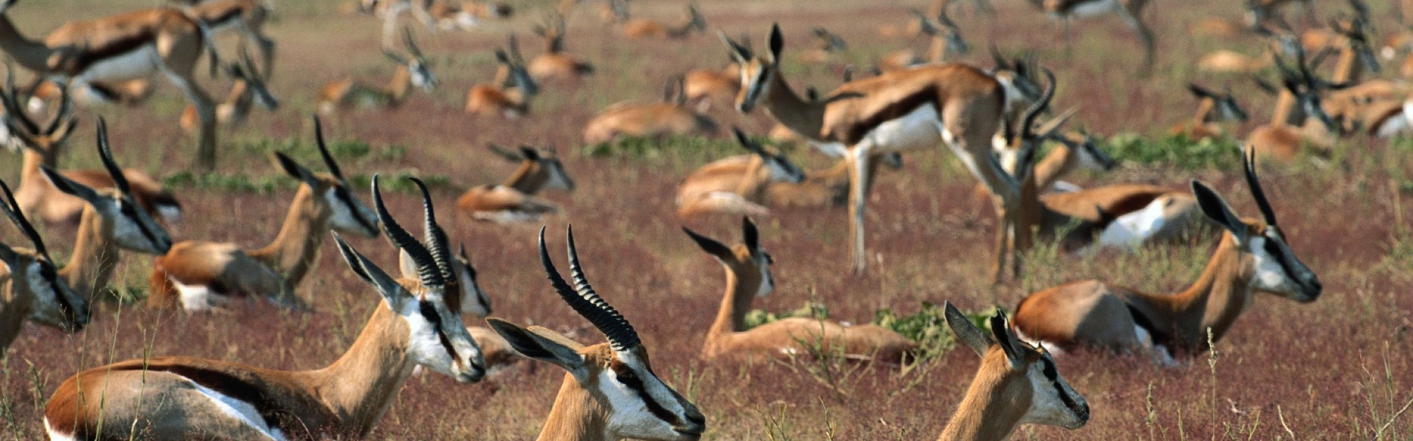 Springboks