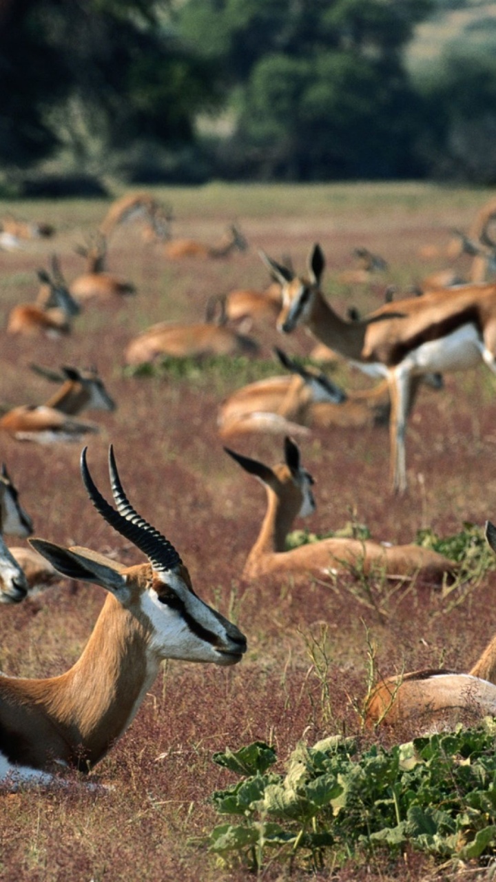 Springboks