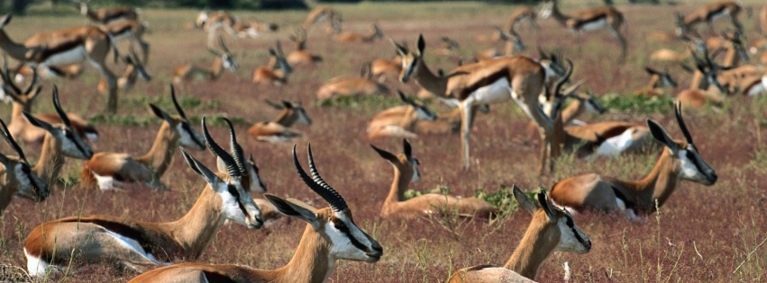 Springboks