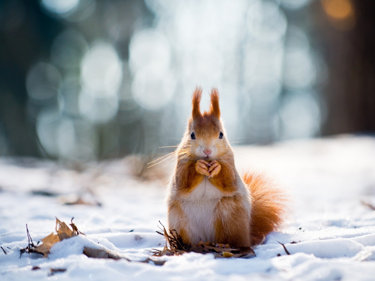 Squirrel And Winter