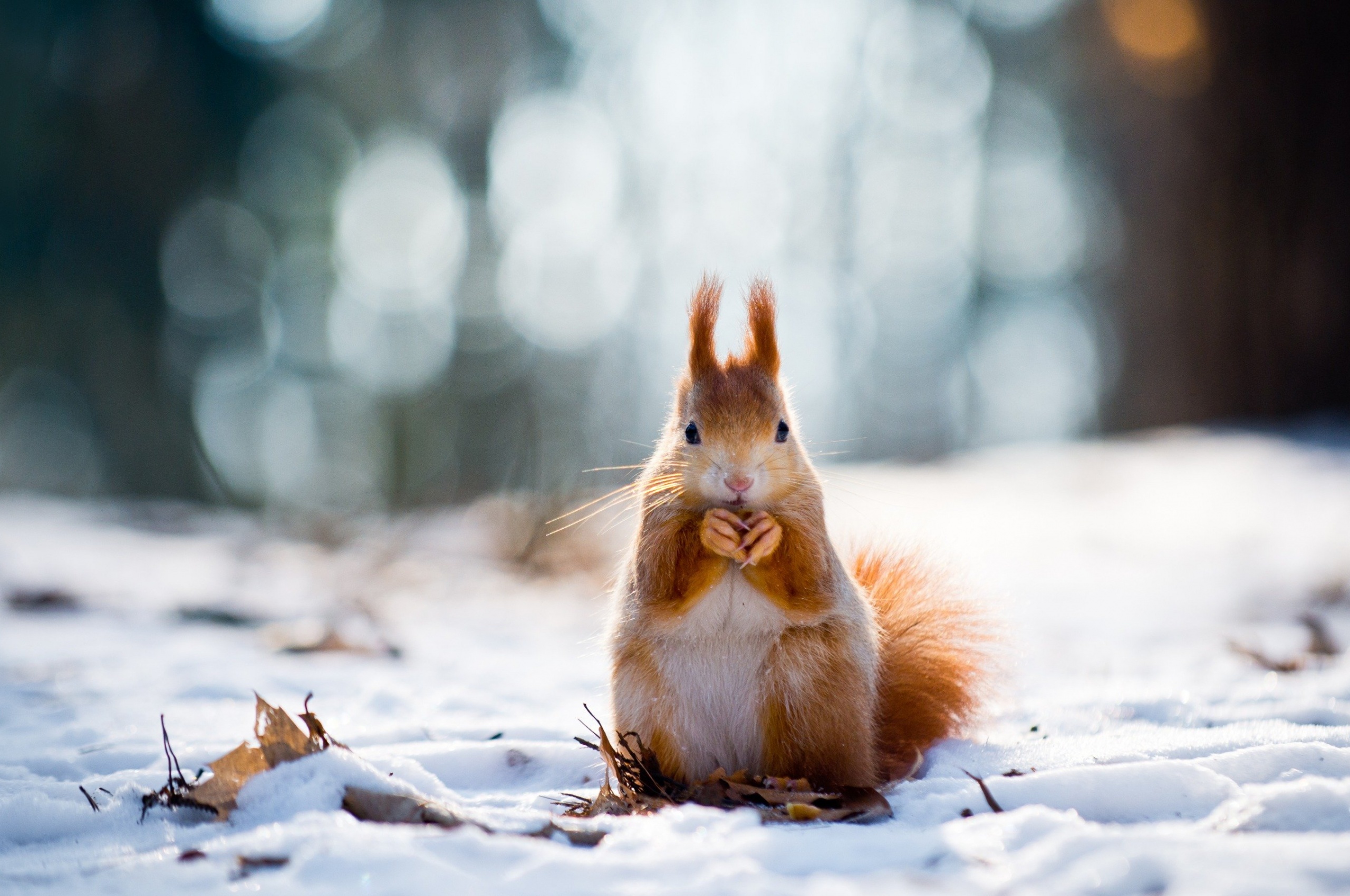 Squirrel And Winter