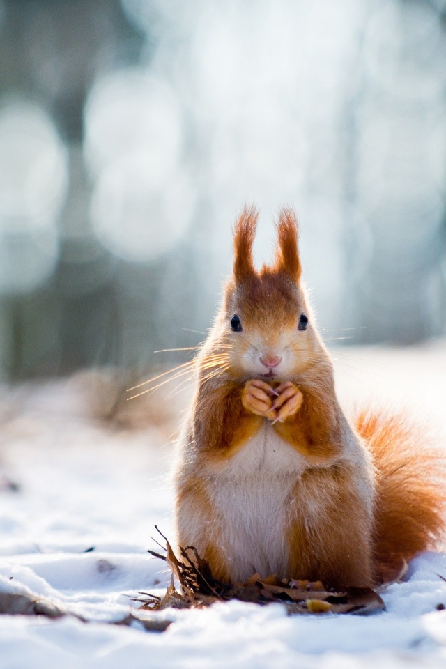 Squirrel And Winter