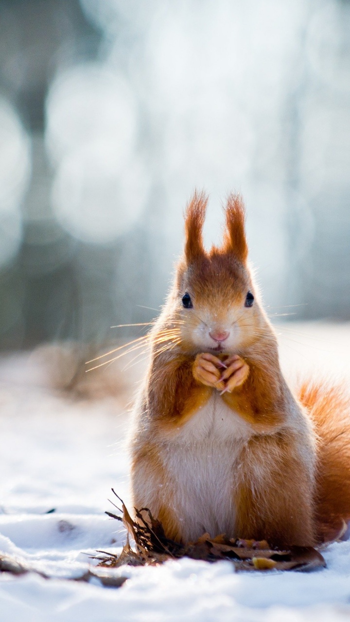 Squirrel And Winter