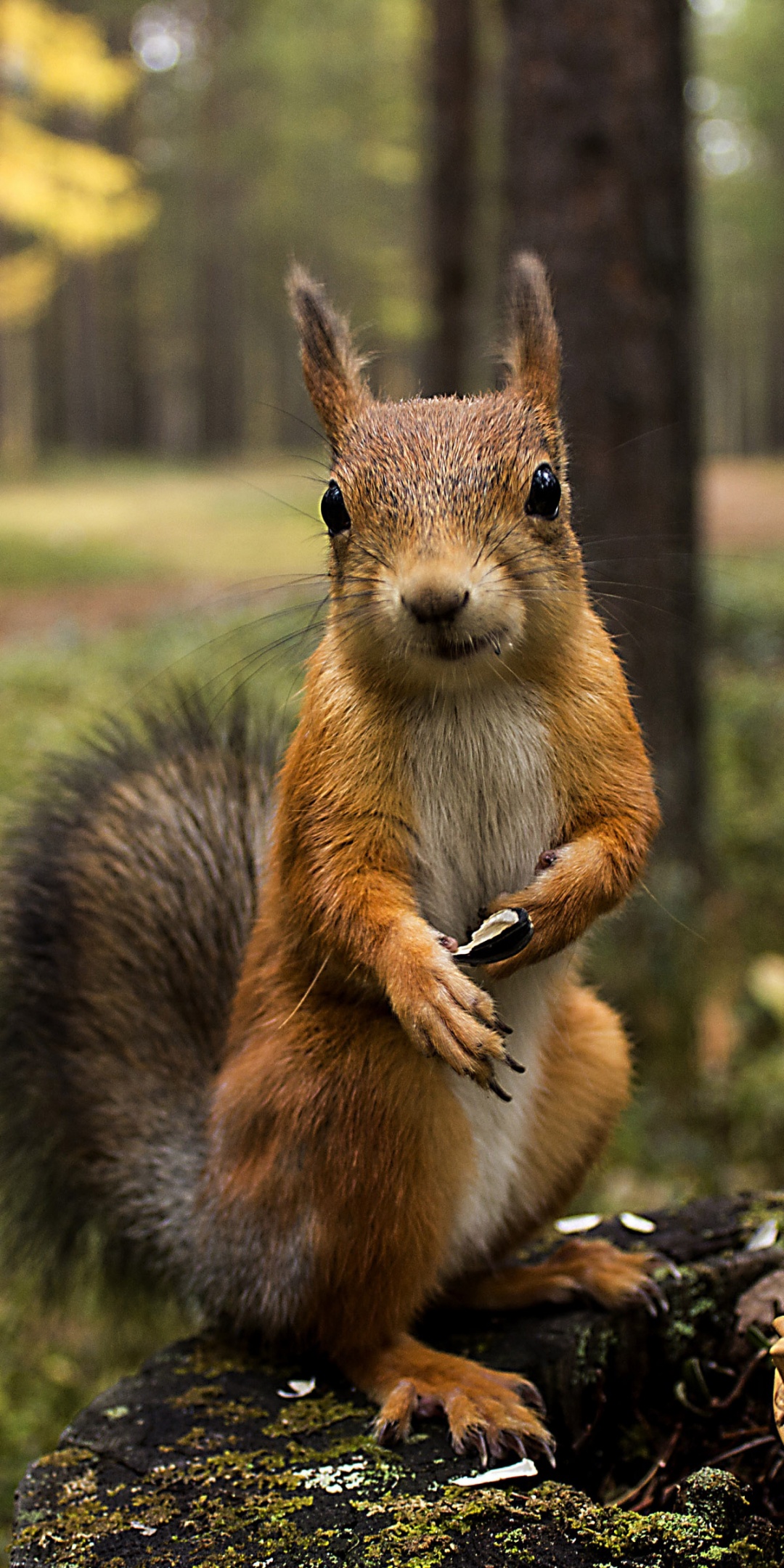 Squirrel Forest Basket Close Up