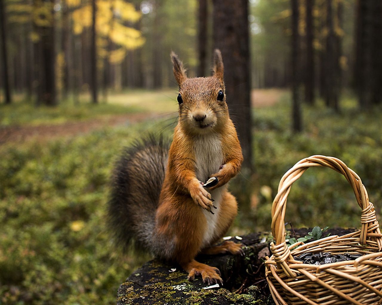 Squirrel Forest Basket Close Up