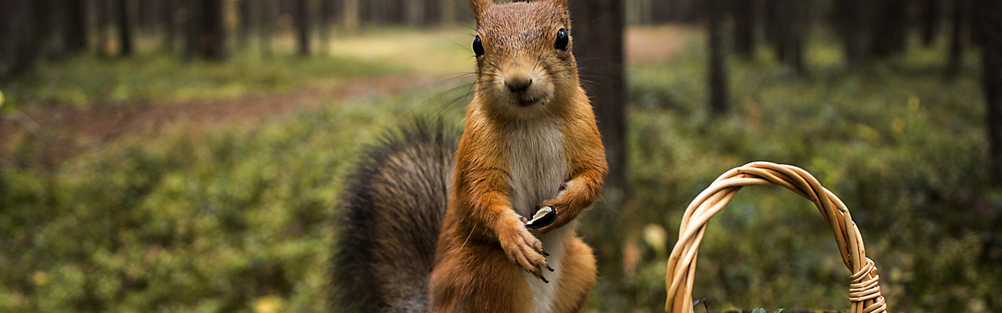 Squirrel Forest Basket Close Up