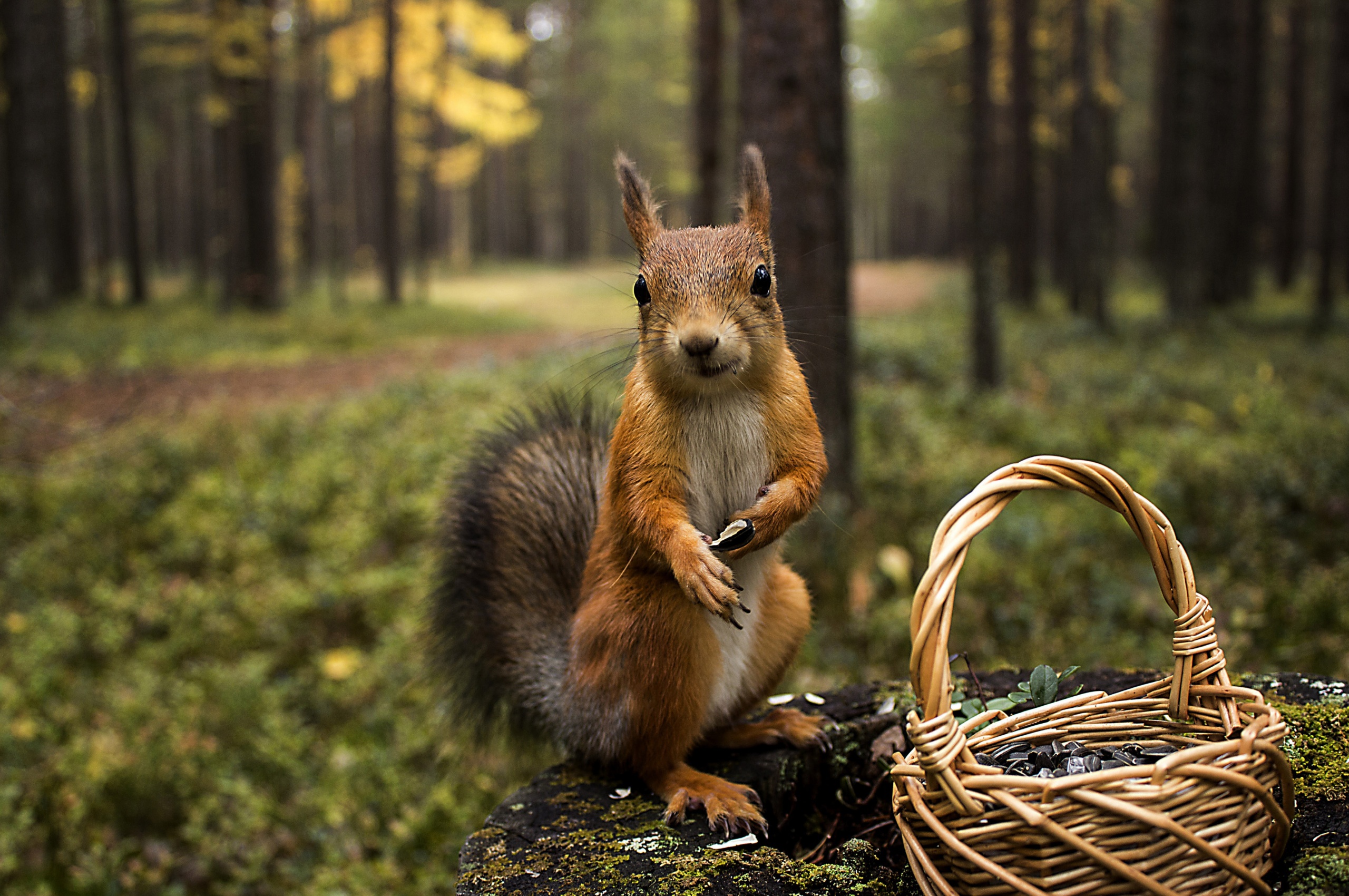 Squirrel Forest Basket Close Up