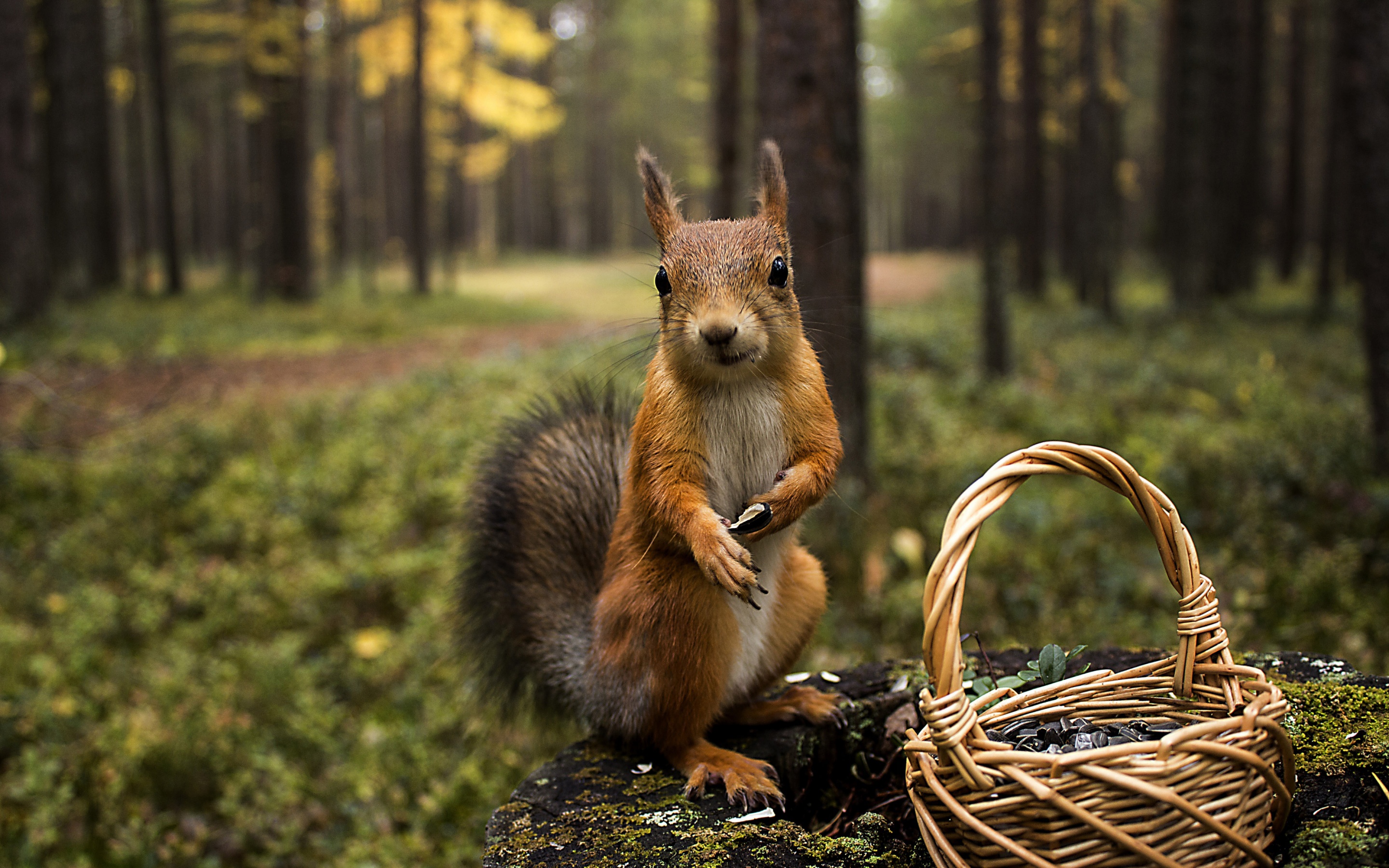 Squirrel Forest Basket Close Up