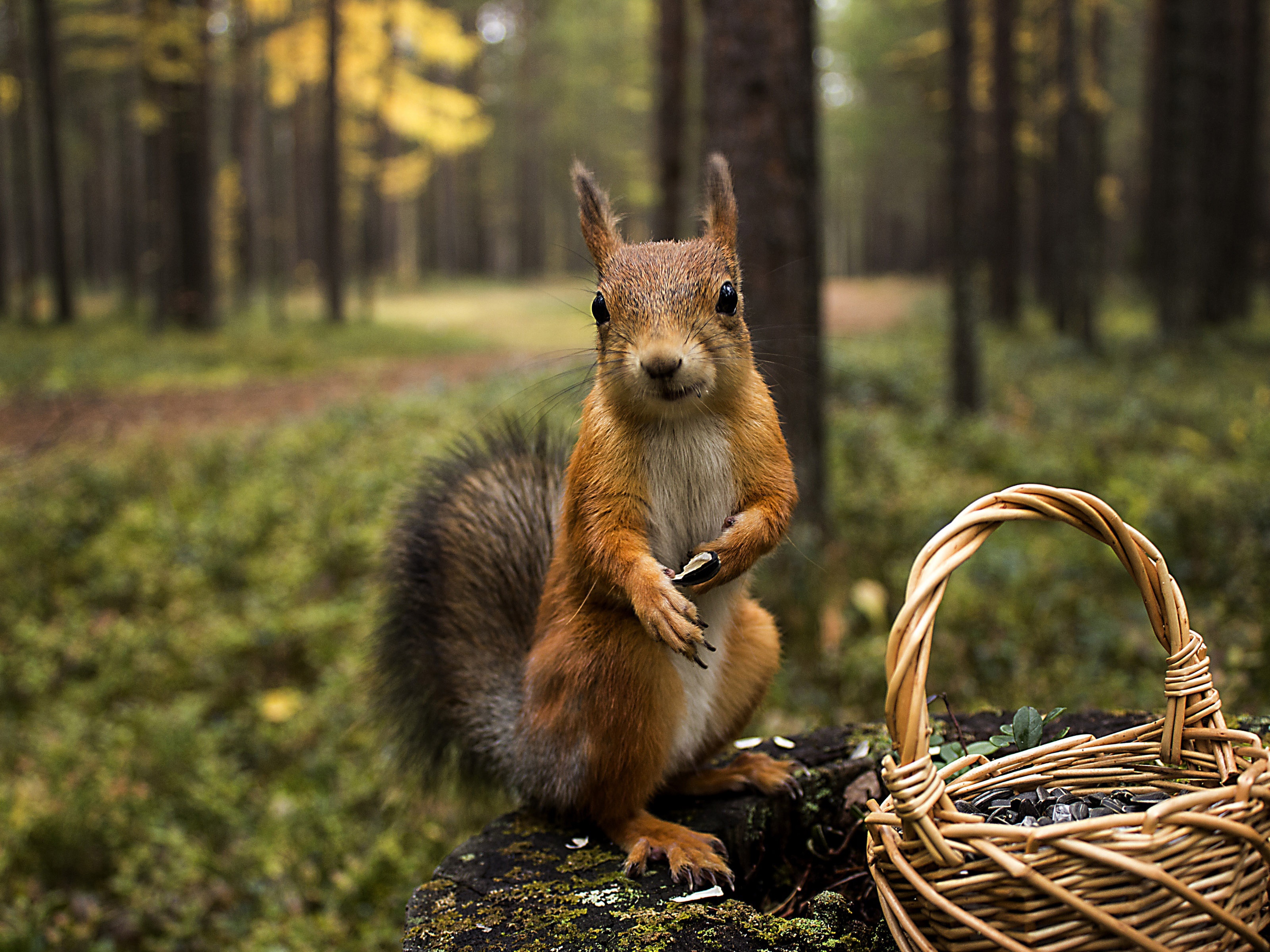 Squirrel Forest Basket Close Up