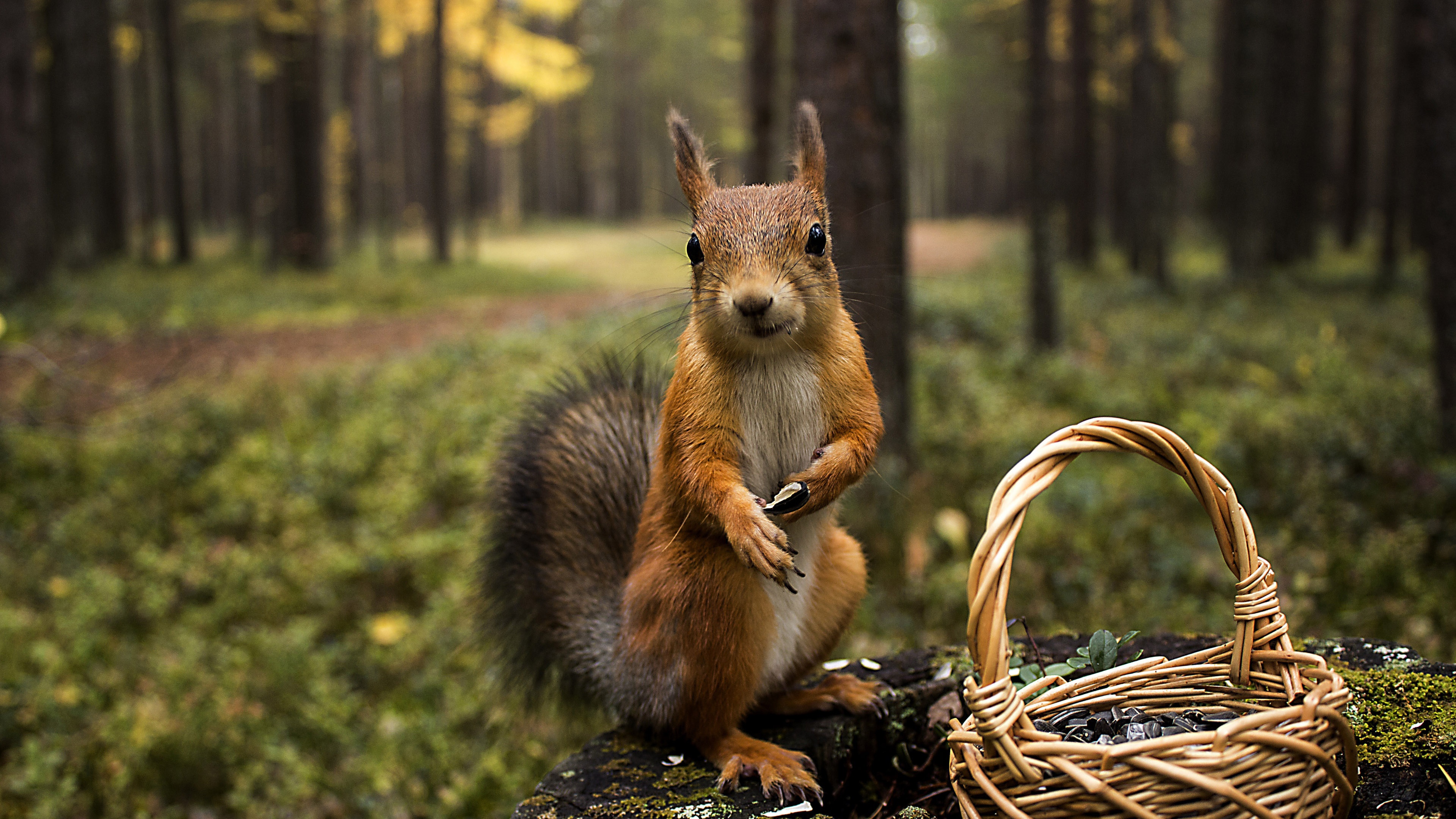 Squirrel Forest Basket Close Up