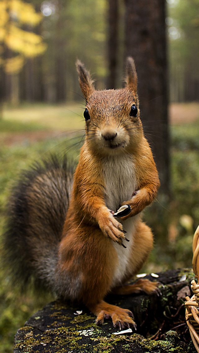 Squirrel Forest Basket Close Up