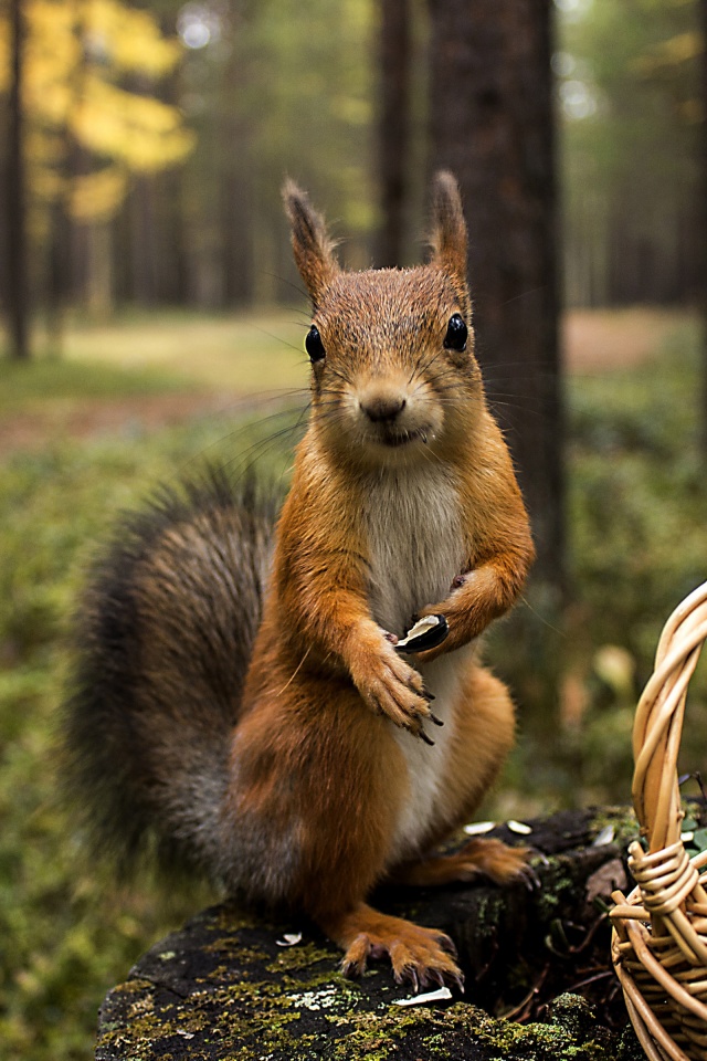 Squirrel Forest Basket Close Up