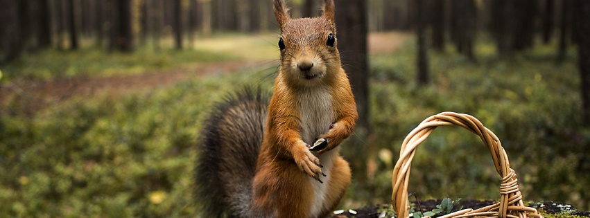 Squirrel Forest Basket Close Up