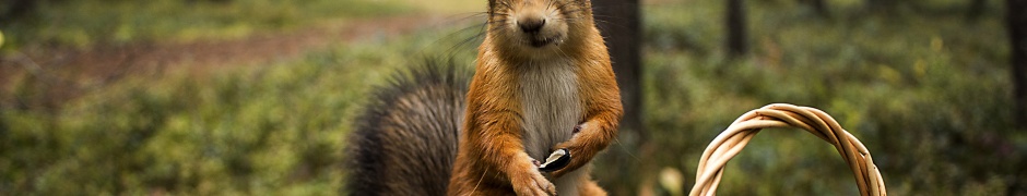 Squirrel Forest Basket Close Up