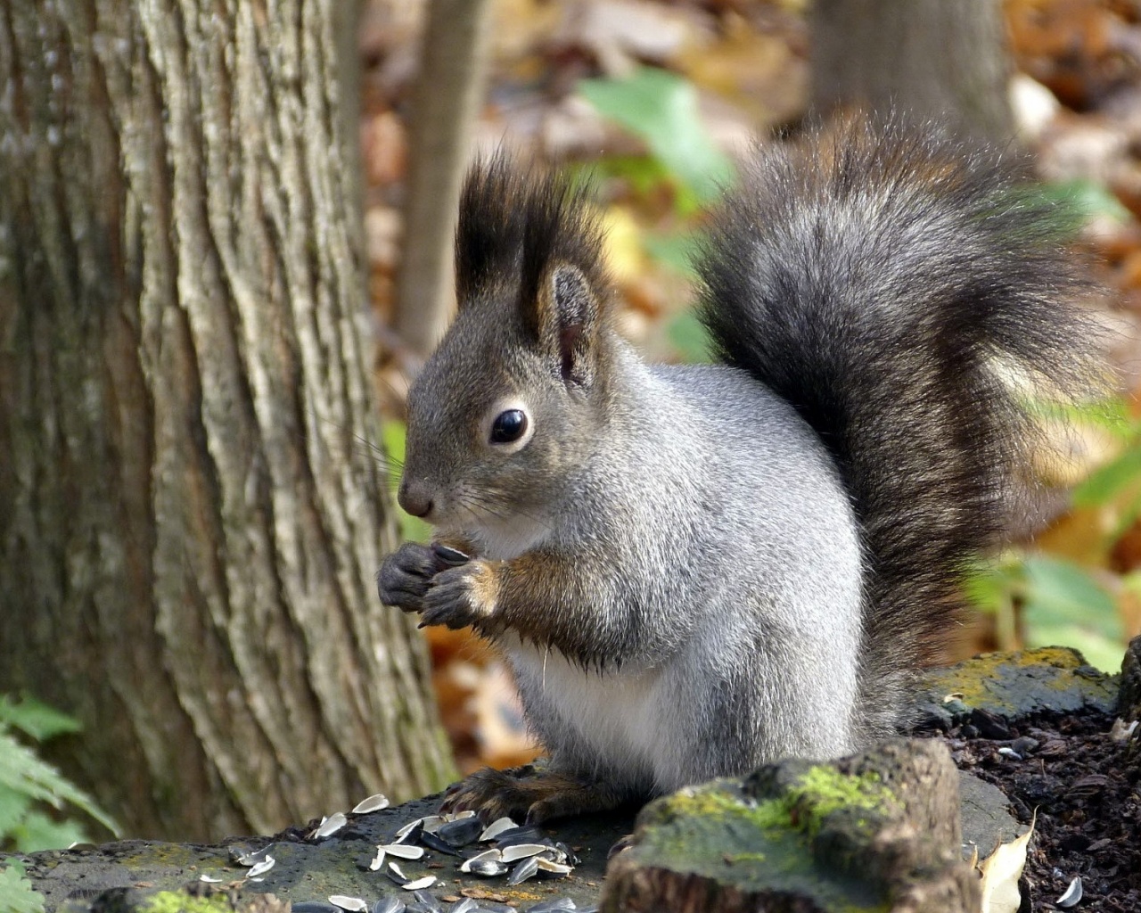 Squirrel Leaf Tree Autumn