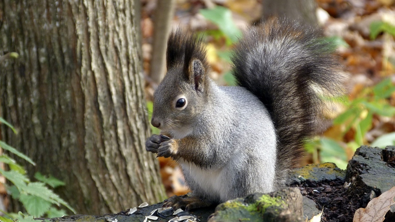 Squirrel Leaf Tree Autumn