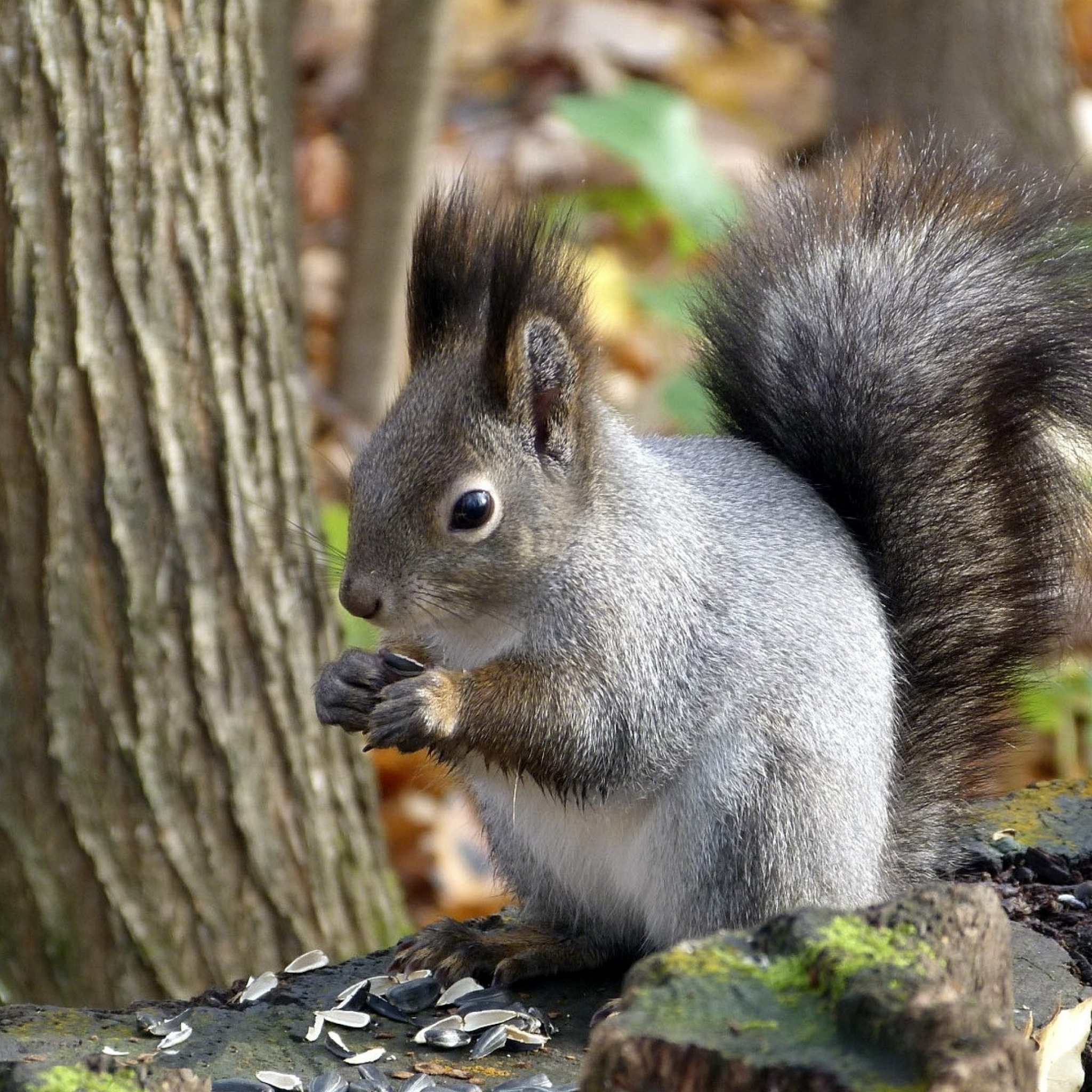 Squirrel Leaf Tree Autumn