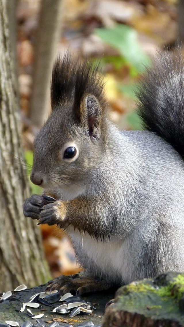 Squirrel Leaf Tree Autumn