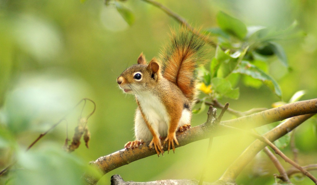 Squirrel Looking