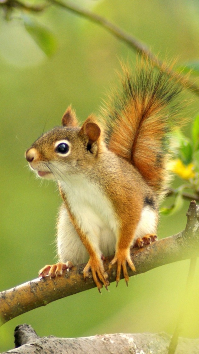 Squirrel Looking
