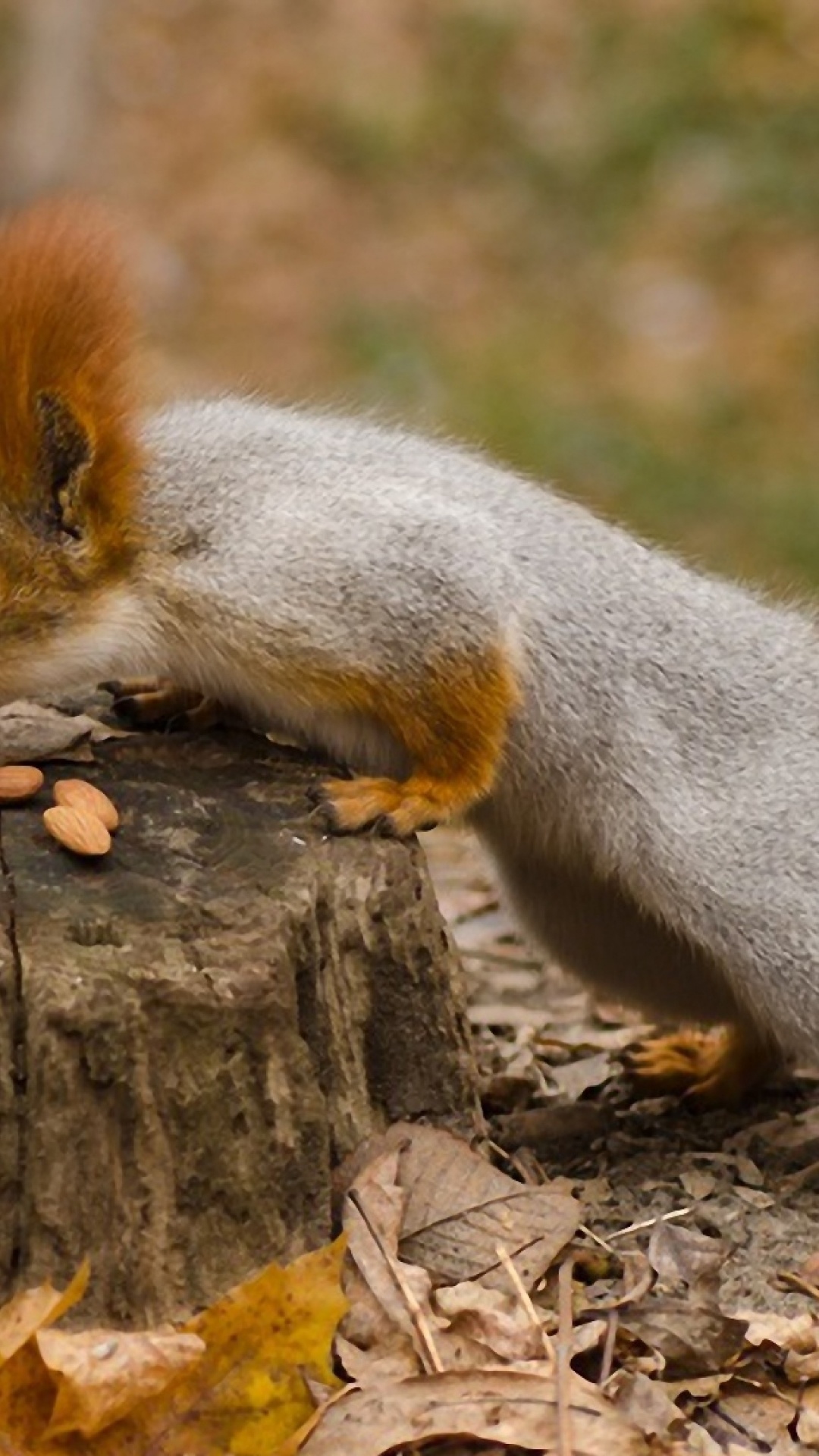 Squirrel Nuts Autumn Stump