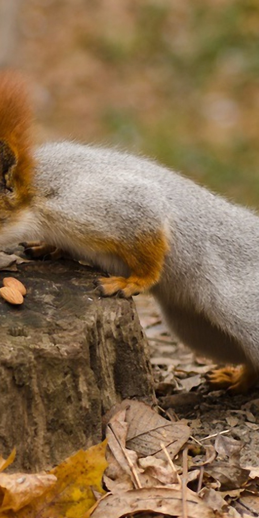 Squirrel Nuts Autumn Stump