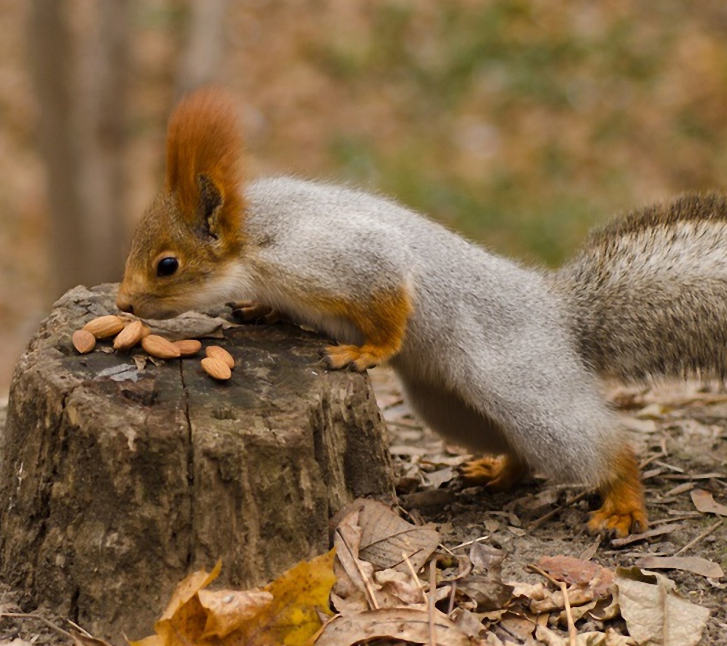 Squirrel Nuts Autumn Stump