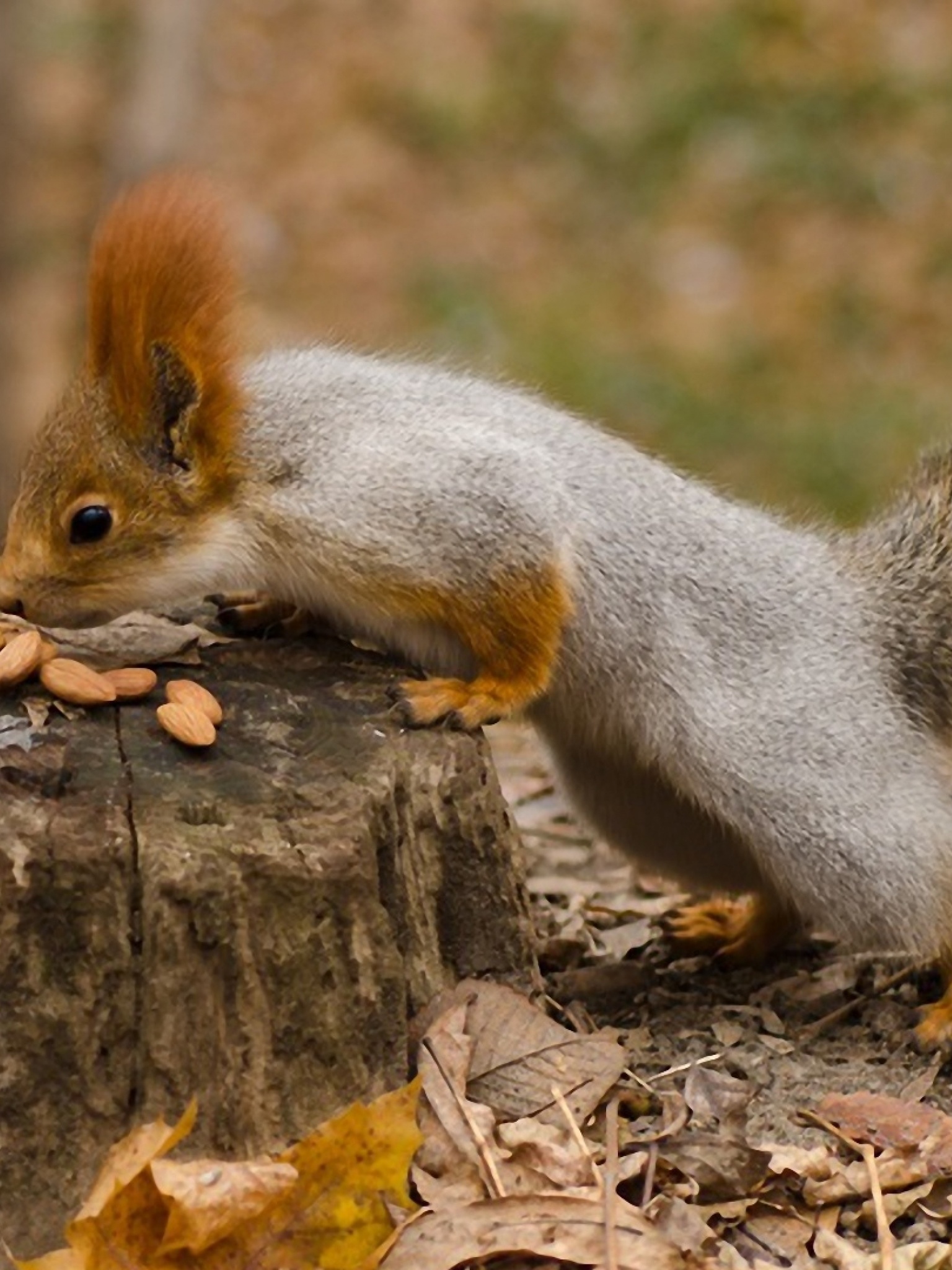 Squirrel Nuts Autumn Stump