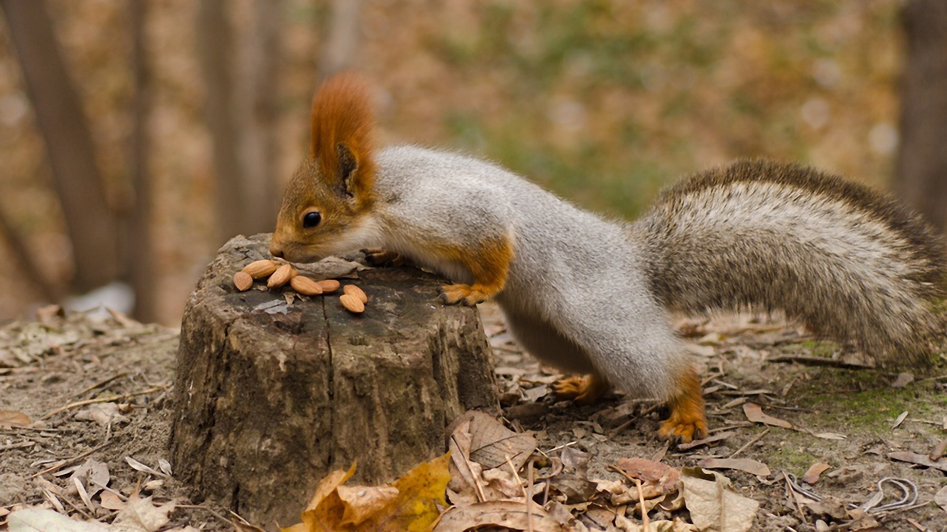 Squirrel Nuts Autumn Stump