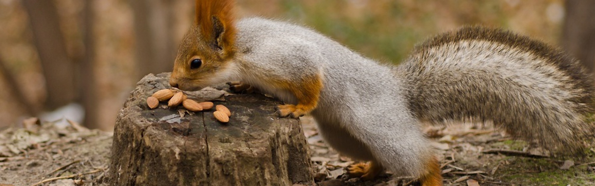 Squirrel Nuts Autumn Stump