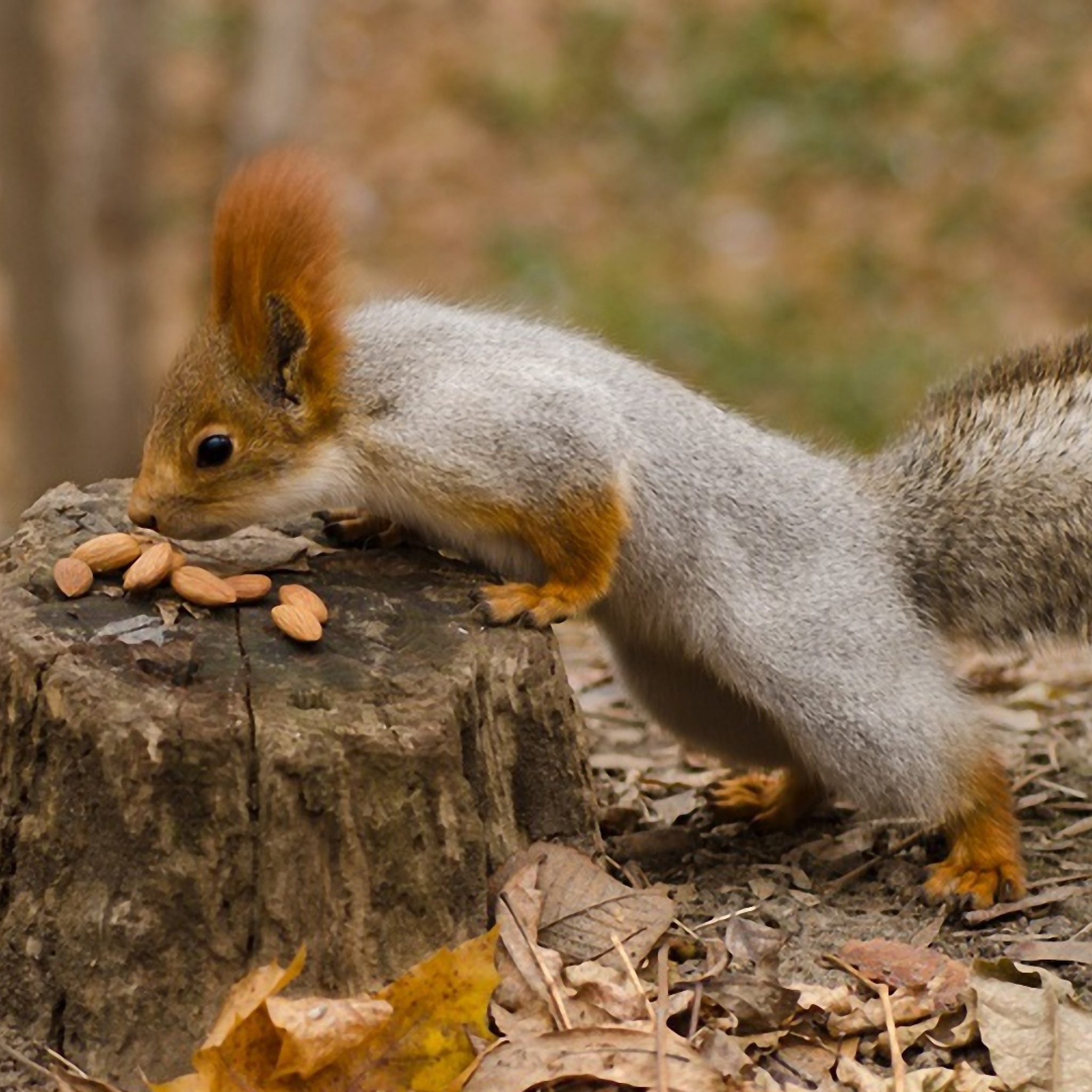 Squirrel Nuts Autumn Stump