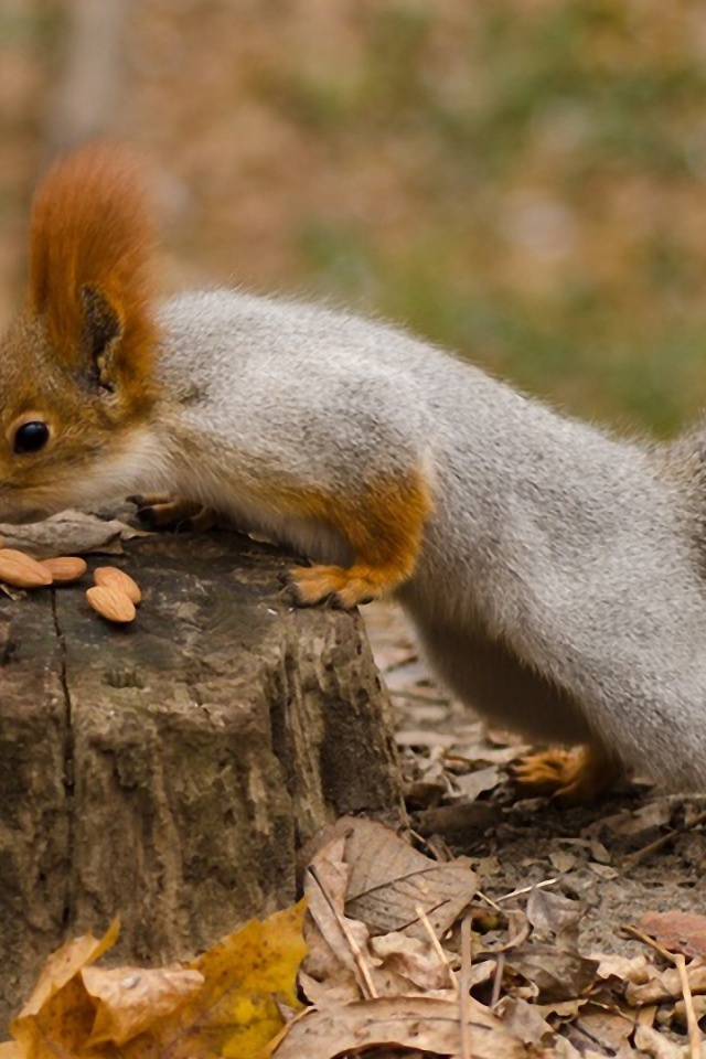 Squirrel Nuts Autumn Stump