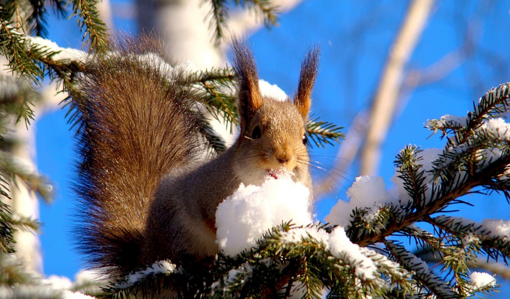 Squirrel On Branches Snow