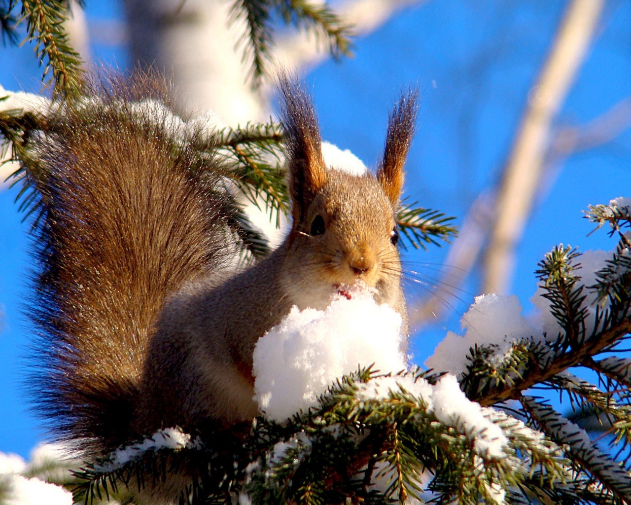 Squirrel On Branches Snow