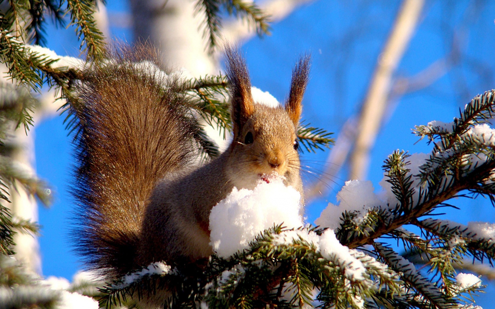 Squirrel On Branches Snow