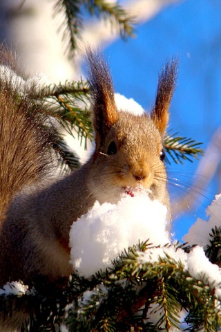 Squirrel On Branches Snow