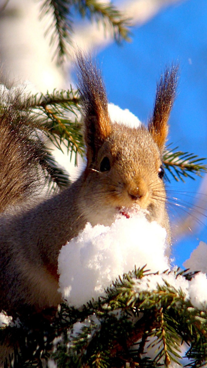 Squirrel On Branches Snow