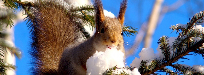 Squirrel On Branches Snow