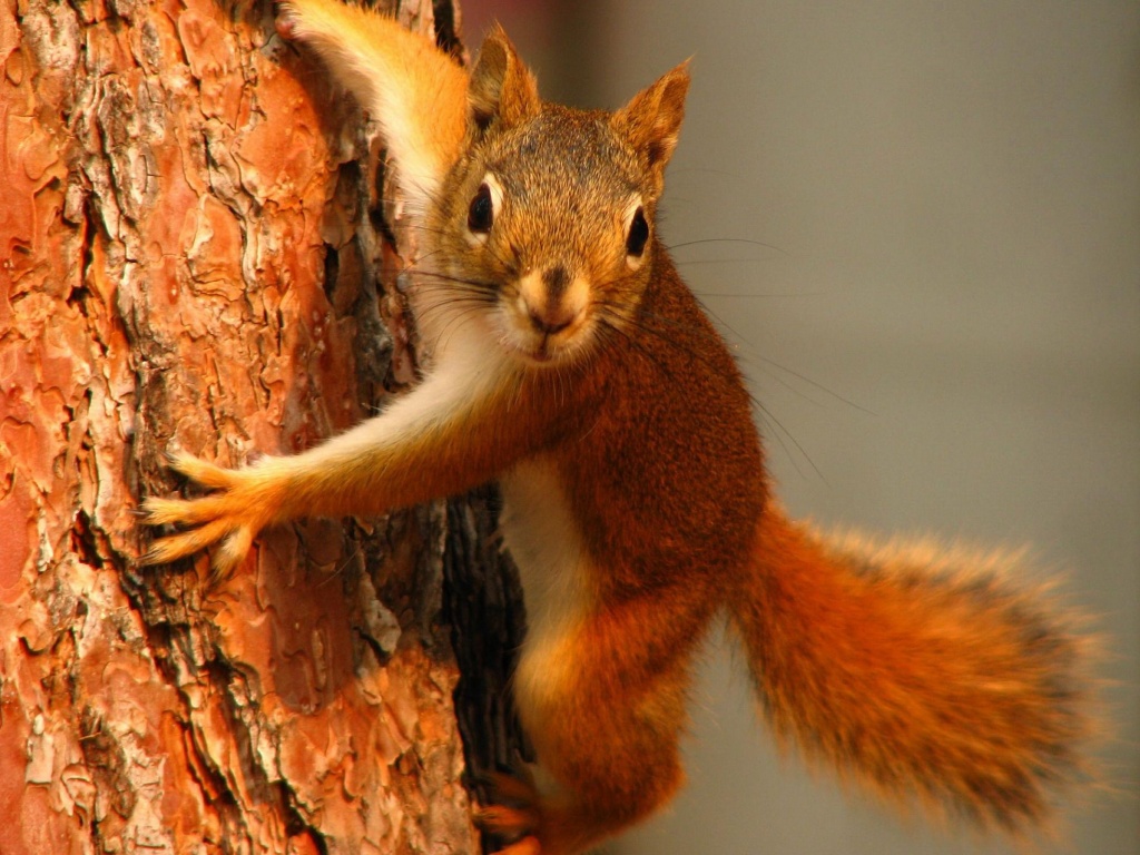 Squirrel On Tree