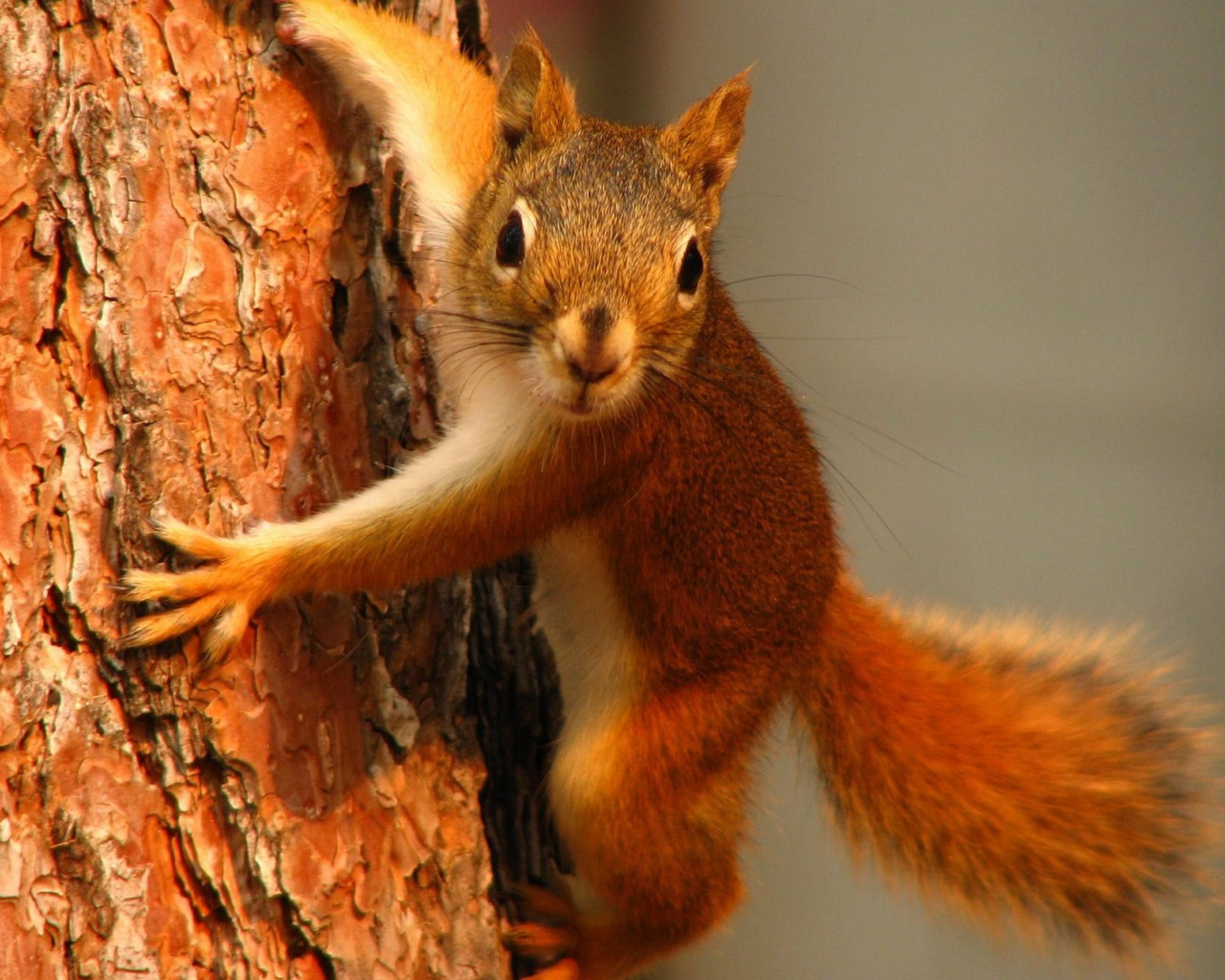 Squirrel On Tree