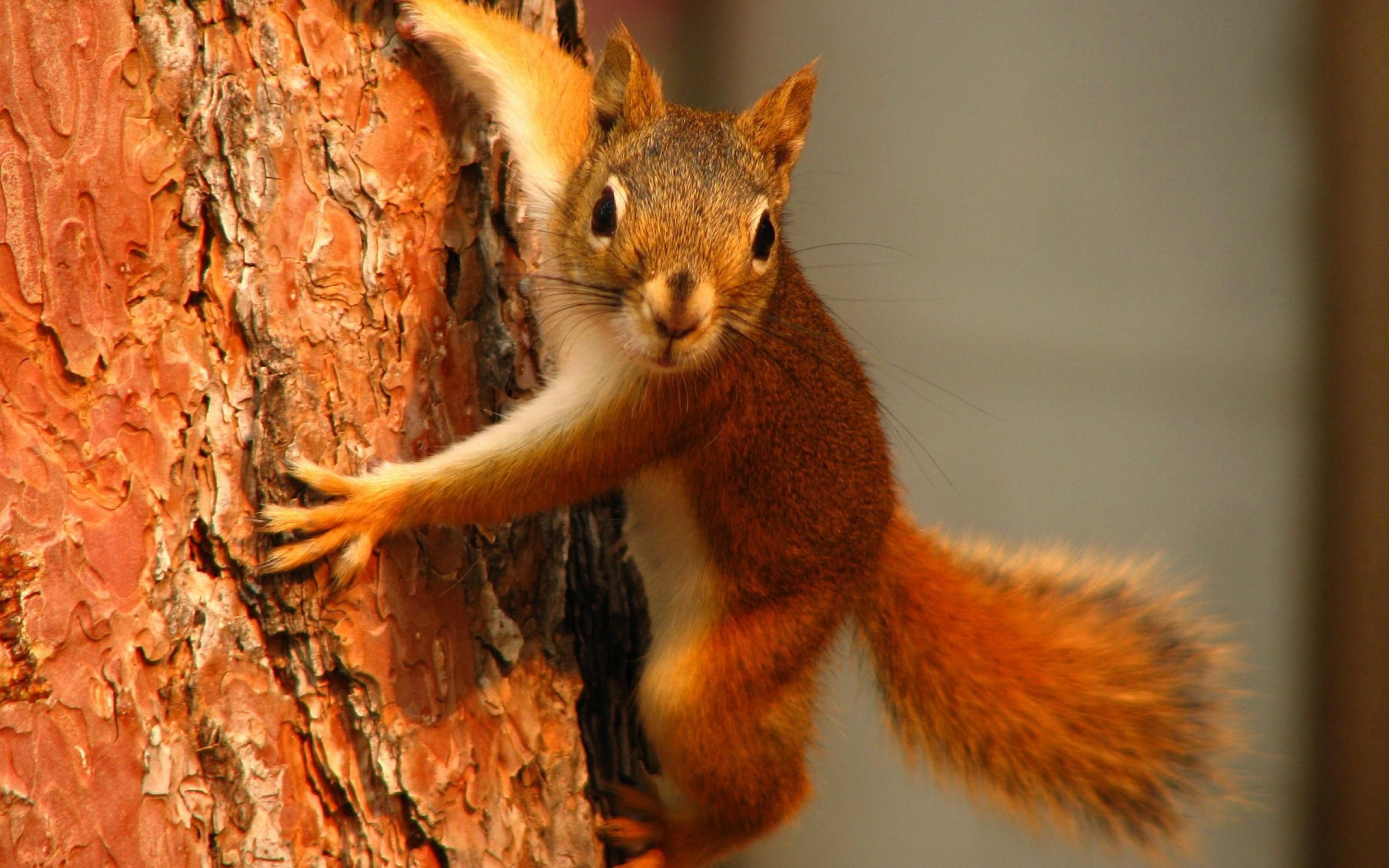 Squirrel On Tree