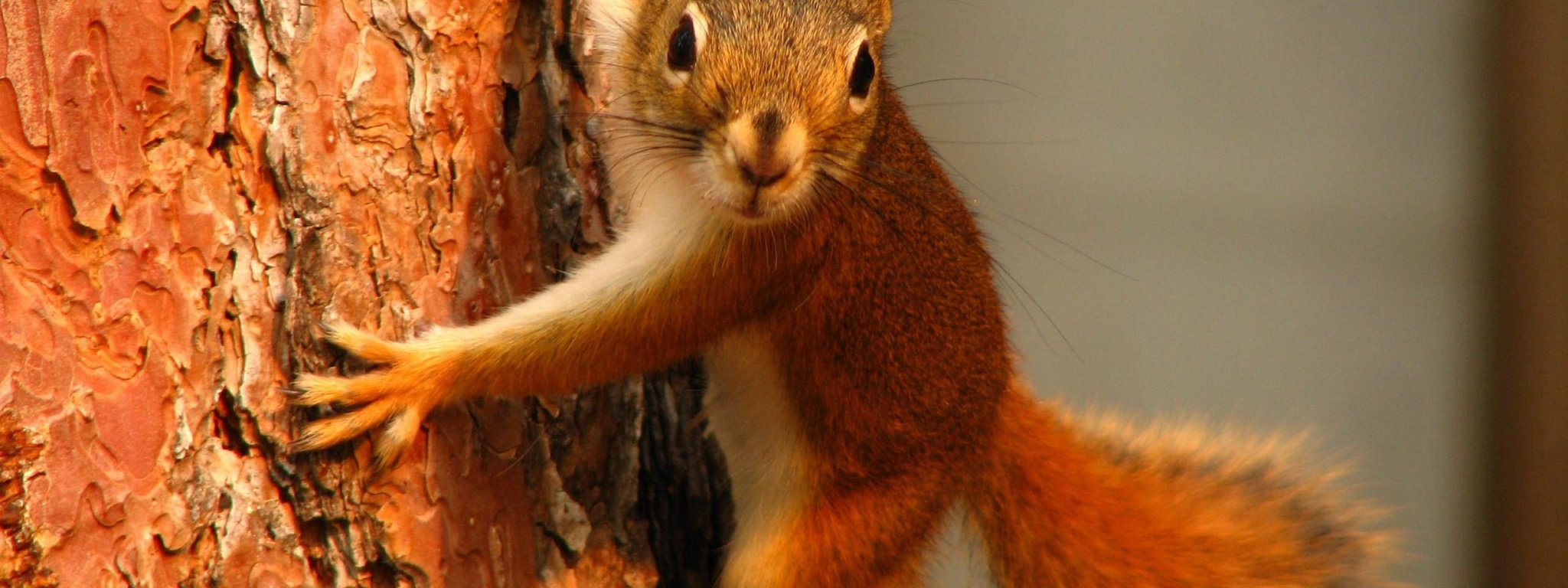 Squirrel On Tree