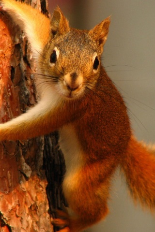 Squirrel On Tree