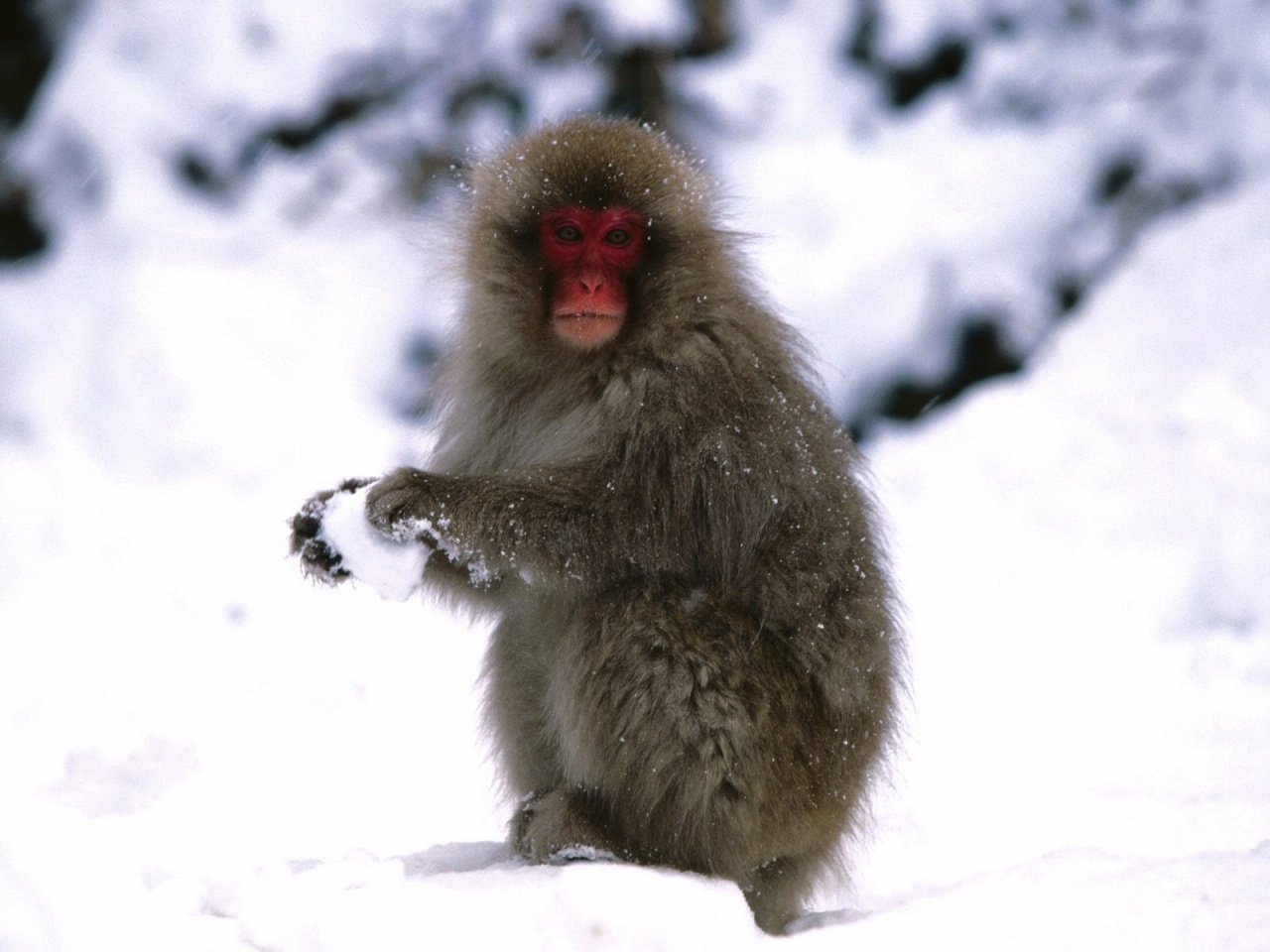 Starting A Snowball Fight Japanese Snow Monkey