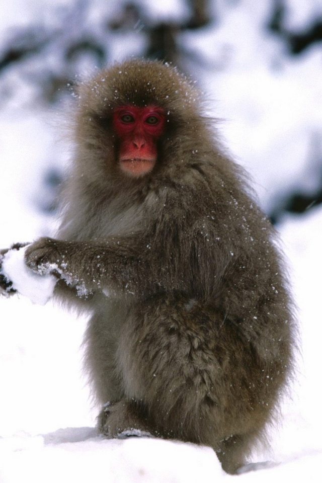 Starting A Snowball Fight Japanese Snow Monkey