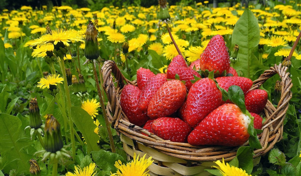 Strawberries In Basket And Dandelions