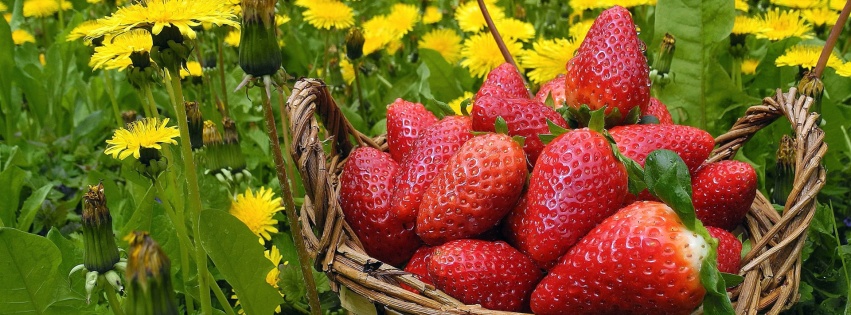 Strawberries In Basket And Dandelions